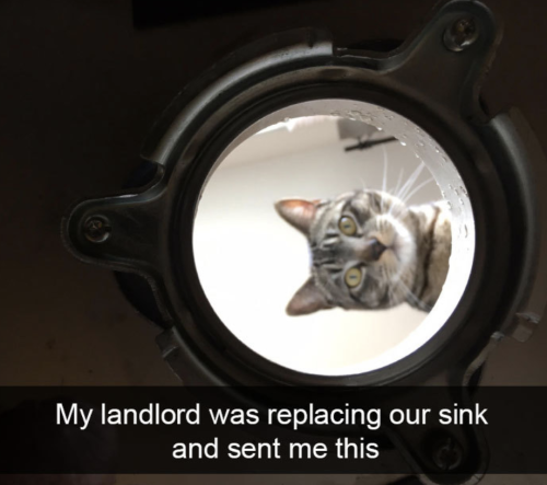 Cutest Snapchats with cats in 2018