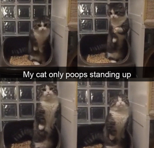 Cutest Snapchats with cats in 2018