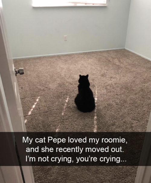 Cutest Snapchats with cats in 2018