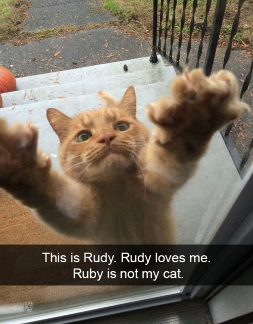 Cutest Snapchats with cats in 2018