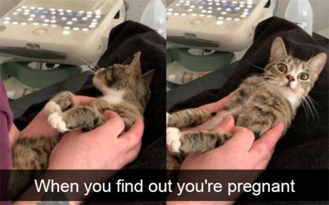 Cutest Snapchats with cats in 2018