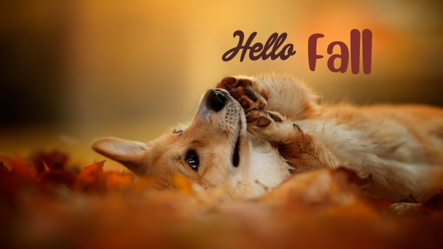 Hello Fall new 2019 images with cute pictures