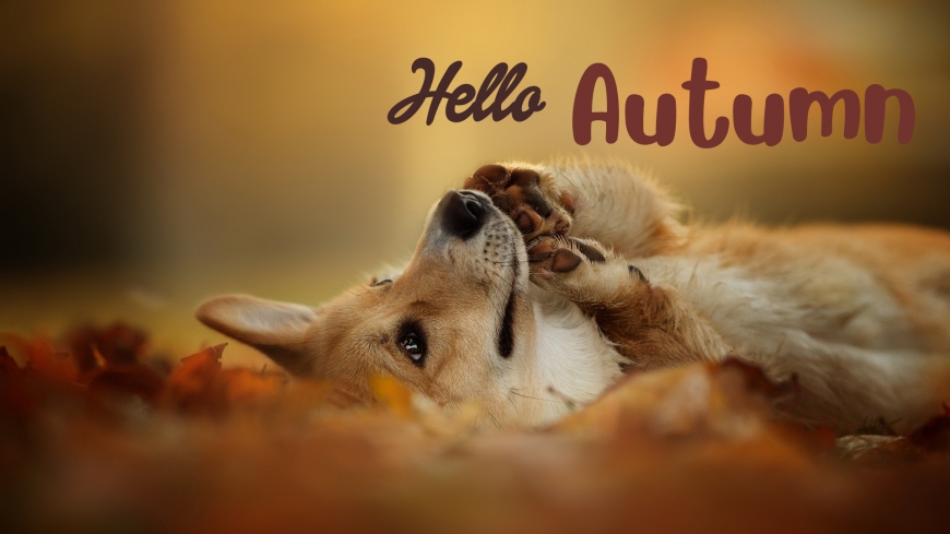 Hello Fall new 2019 images with cute pictures