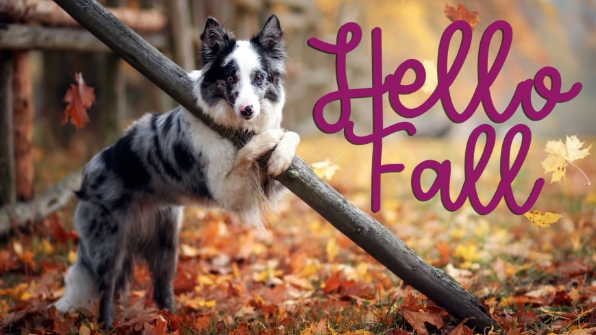 Hello Fall new 2019 images with cute pictures