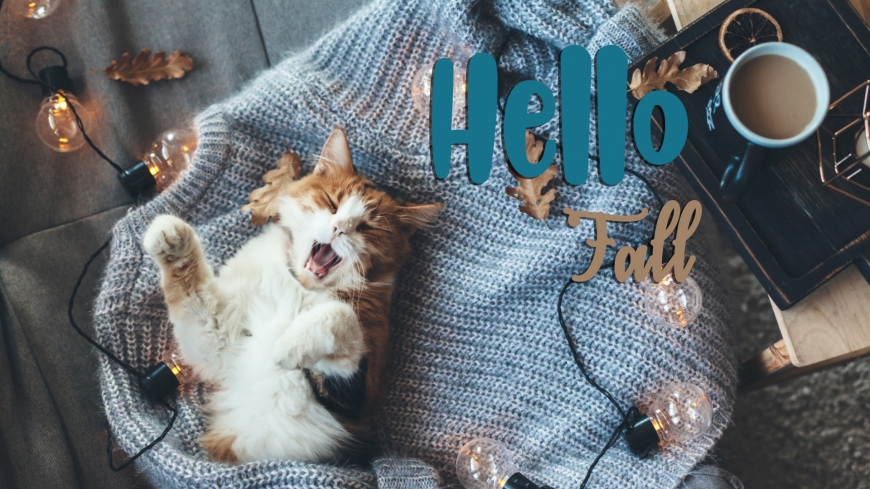 Hello Fall new 2019 images with cute pictures