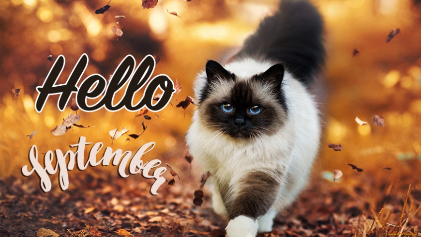 Hello september image with cat