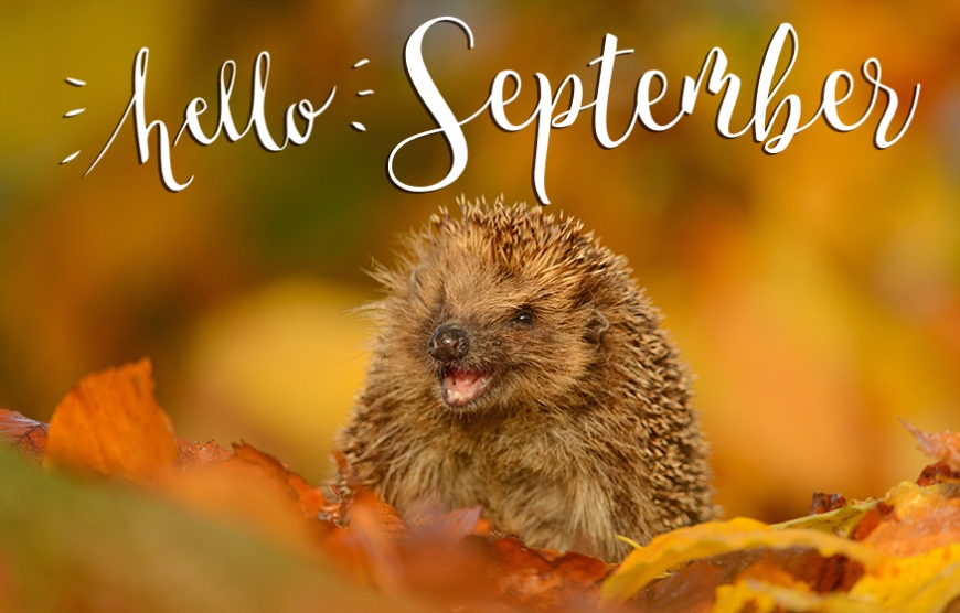 Hello september picture with hedgehog
