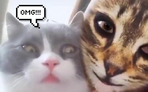 Don't show your cats the virtual cat masks, they're "breaking ":)